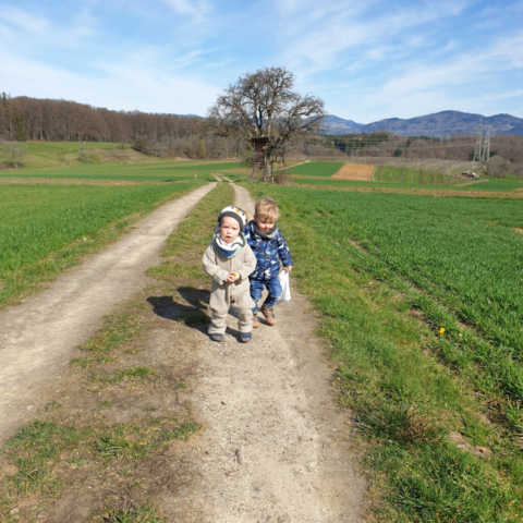 Die Leuchtkäfer